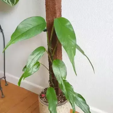 Large tropical aroid climbing a tree fern totem pole