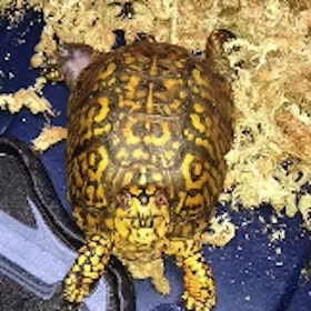 Turtle on sphagnum moss