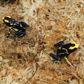 Poison dart frog on moss