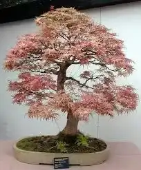 Bonsai tree with yellow-green foliage