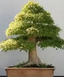 Bonsai tree with pink foliage