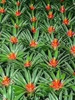 Bromeliad plants