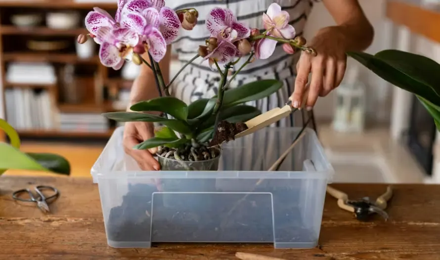 Person tending orchids