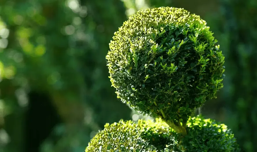 Topiary spheres