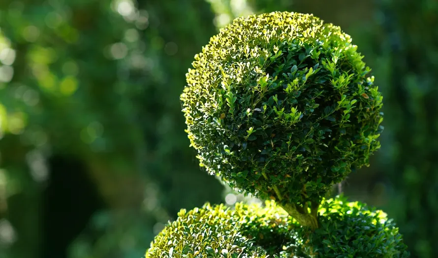 Topiary