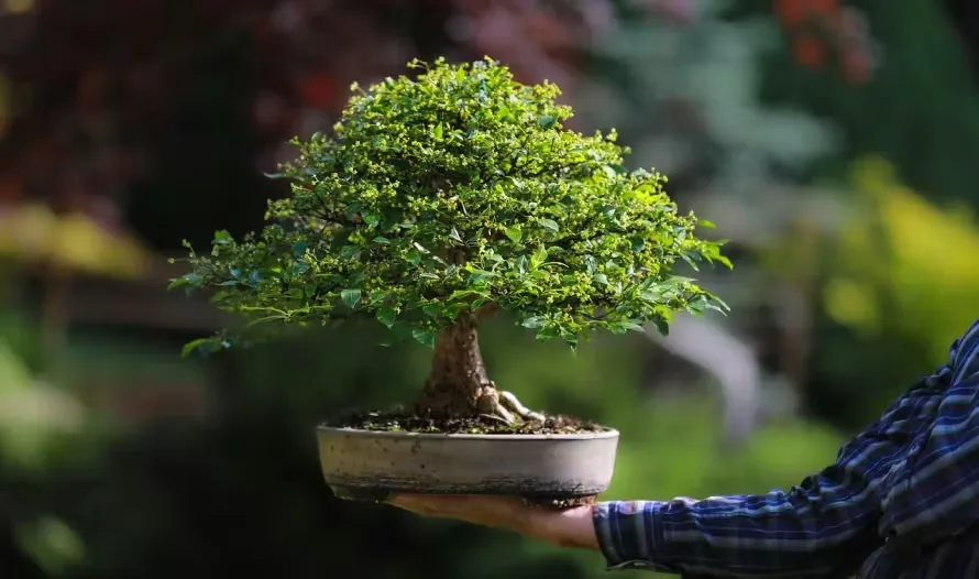 Person holding bonsai tree