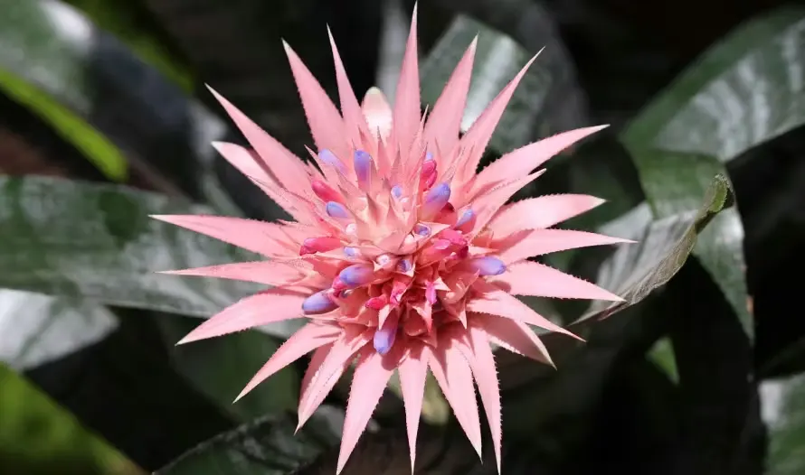 Pink bromeliad