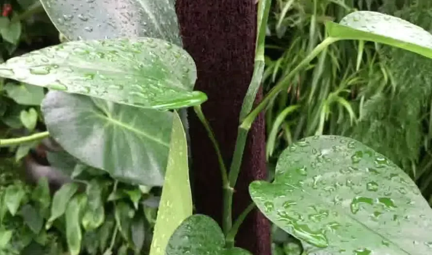 Tropical aroid leaves with water droplets