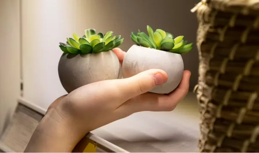 Hand holding small kokedama plants