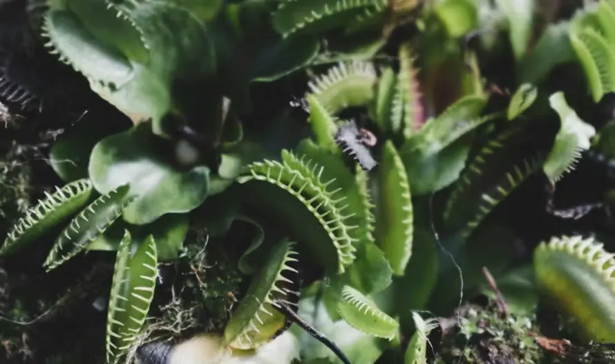 Carnivorous plants – Venus flytraps