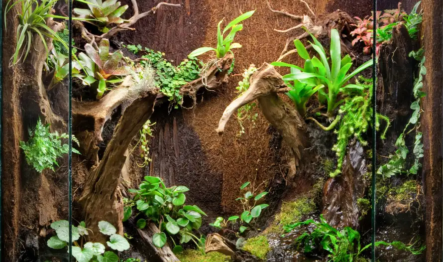 Vivarium-Terrarium