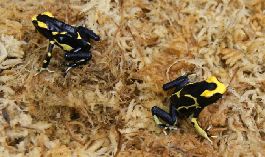 Poison dart frogs