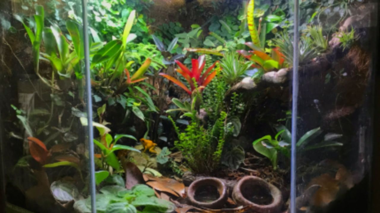 Bioactive Terrarium Setup Guide: Top 10 Essential Tips