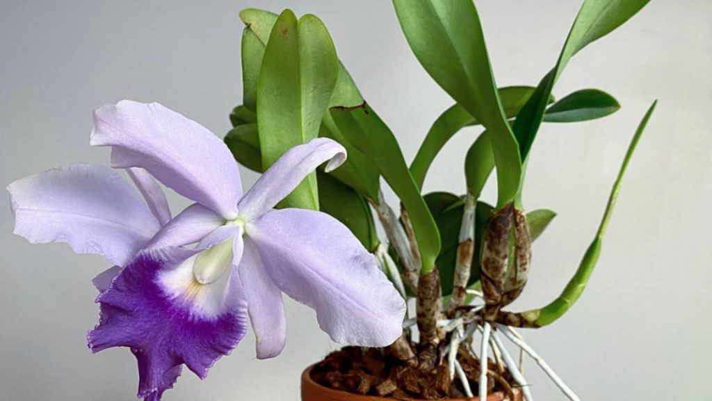 Cattleya orchid with a purple and white flower in a terracotta pot.