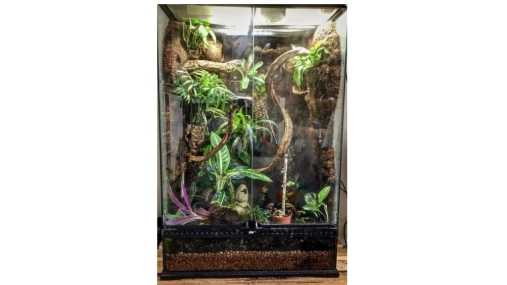 crested-gecko-substrate-guide