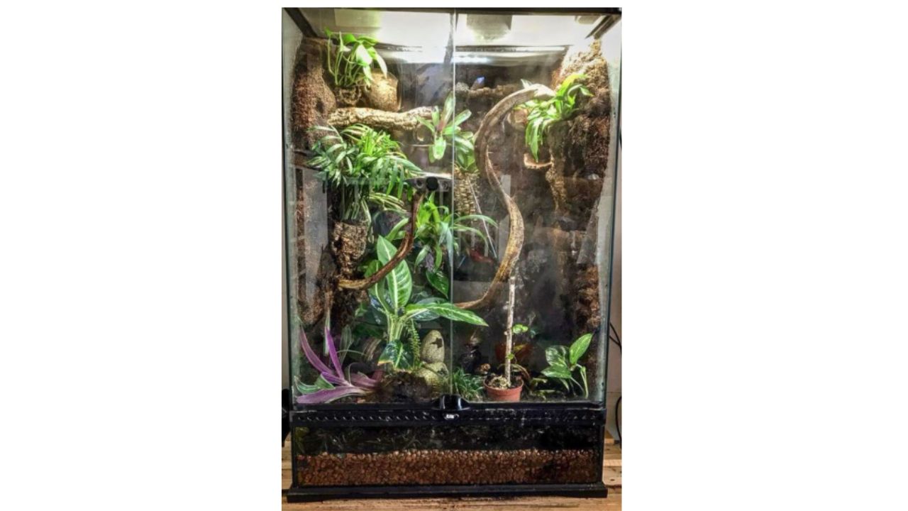 Crested Gecko Substrate Guide for Bioactive Tanks
