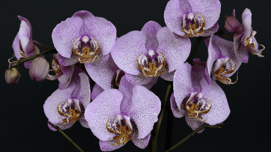 An image of blooming orchids