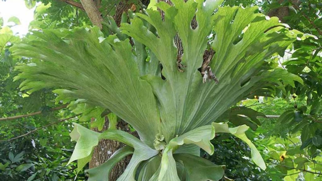 An image of staghorn fern.