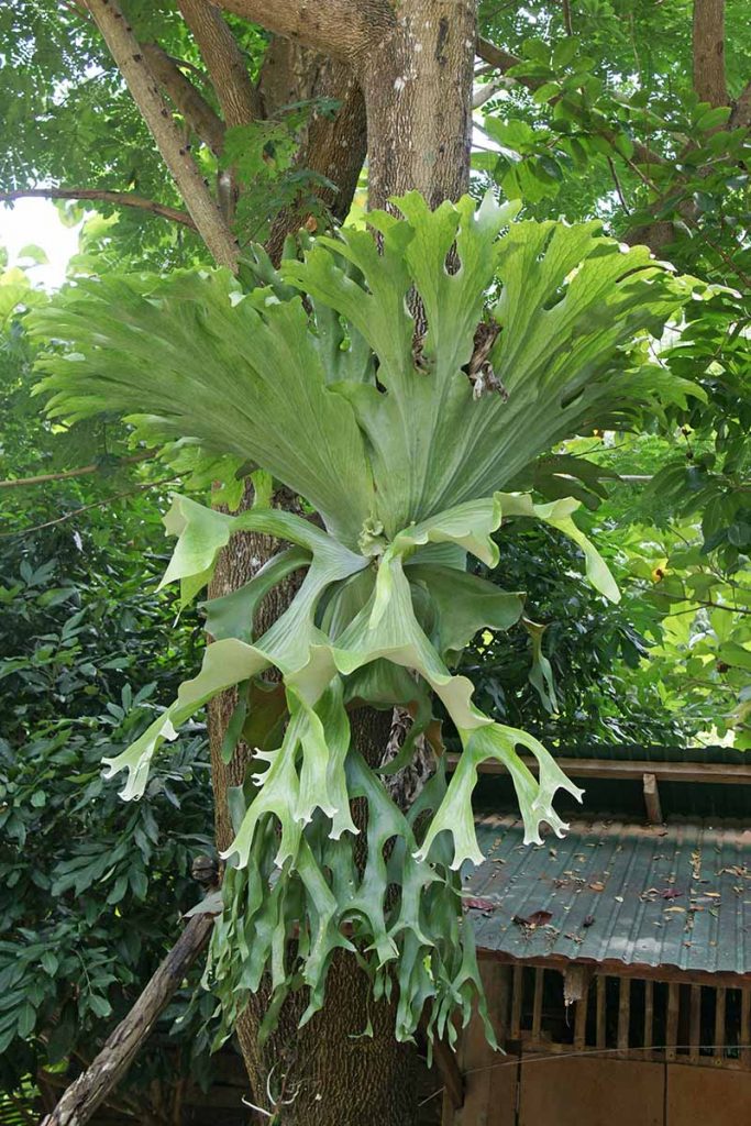 An image of staghorn fern.