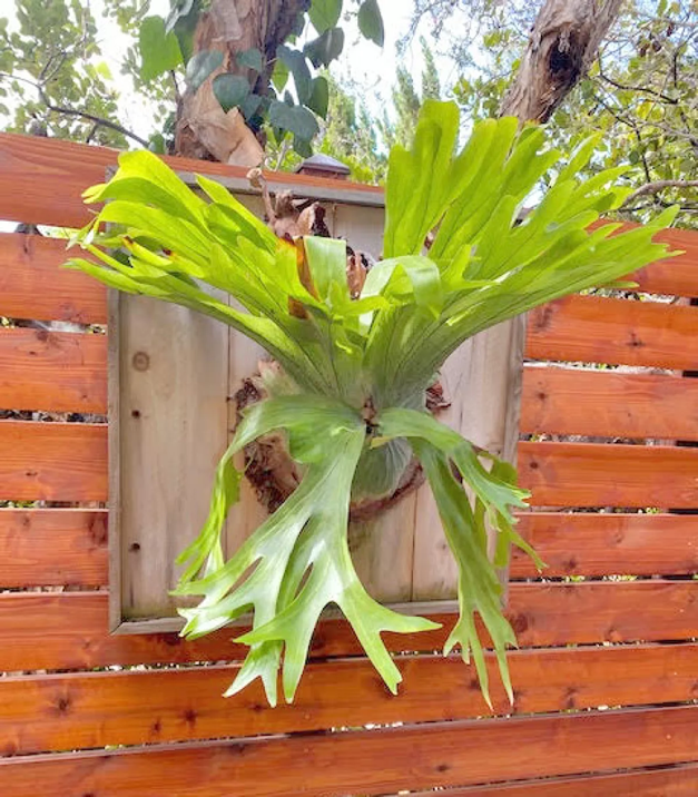 An image of tropical staghorn fern.