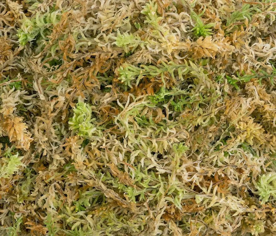 What Is the Best Sphagnum Moss for Orchids?