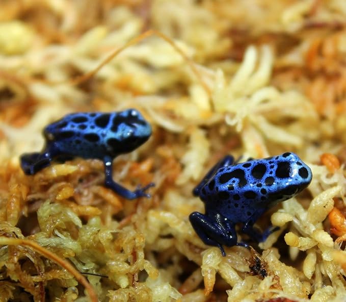 Besgrow premium Spagmoss available at Acadian Supply