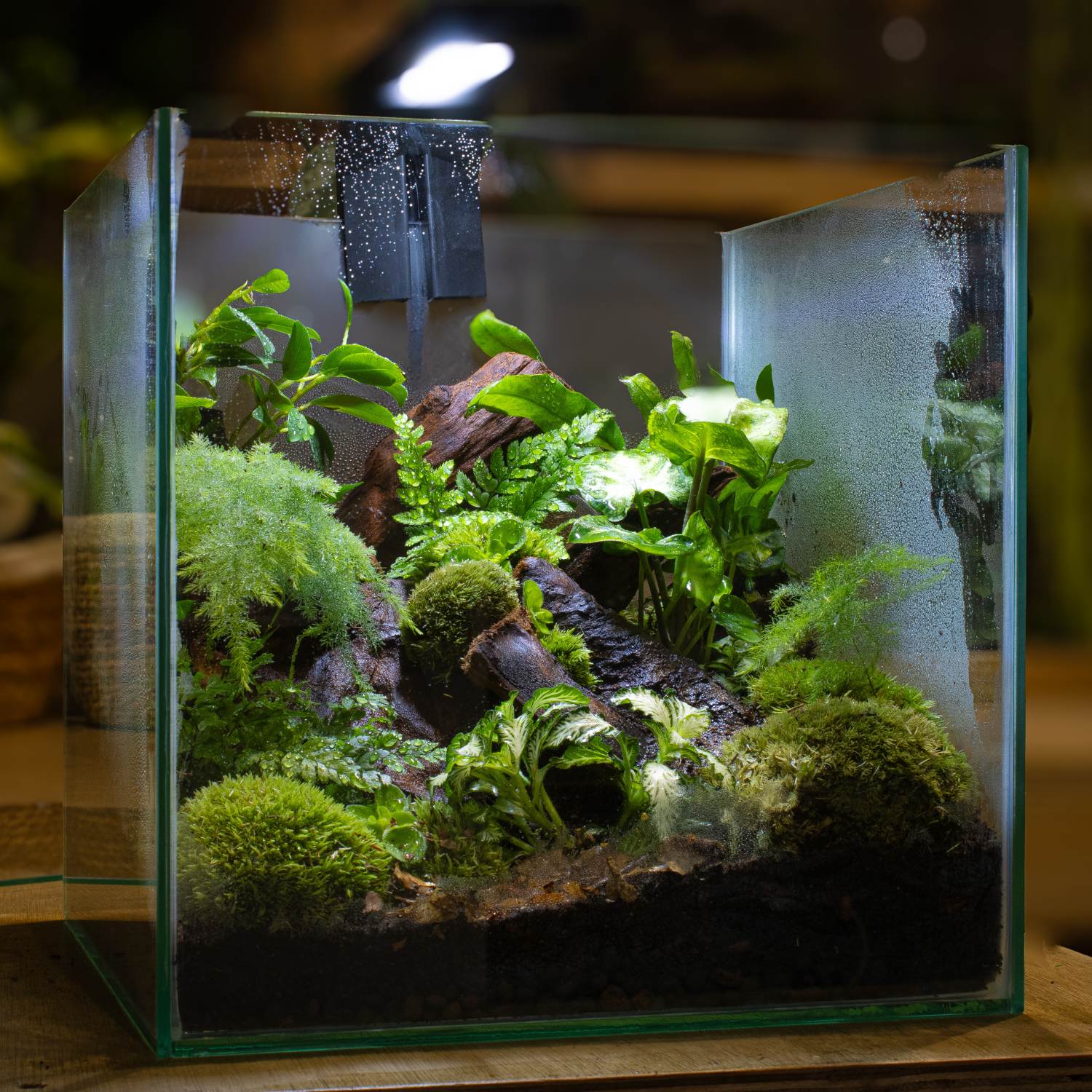 10 Best Plants for Closed Terrariums + Substrate That Works