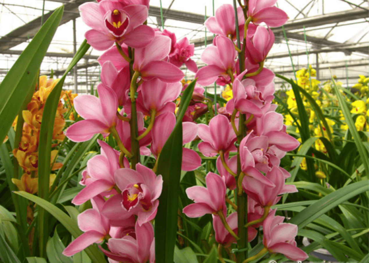 Cymbidium orchids growing in Orchiata bark mix with healthy green leaves_png
