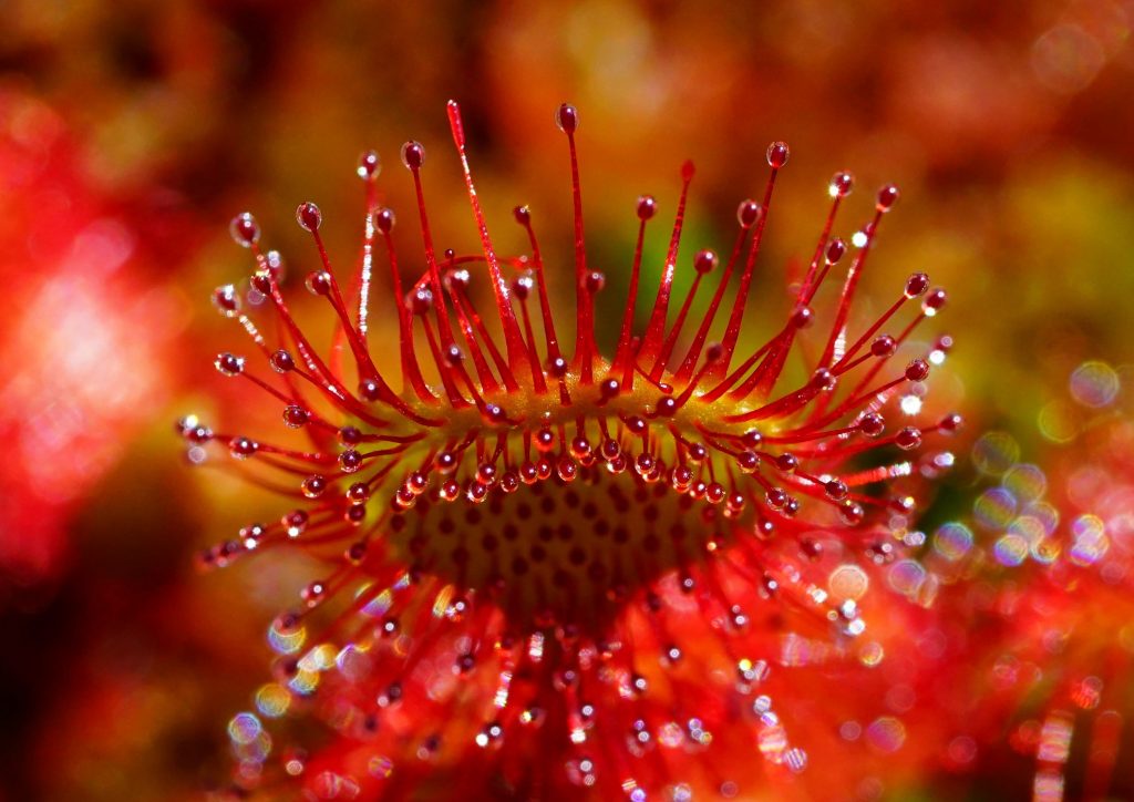 A vibrant red sundew plant.