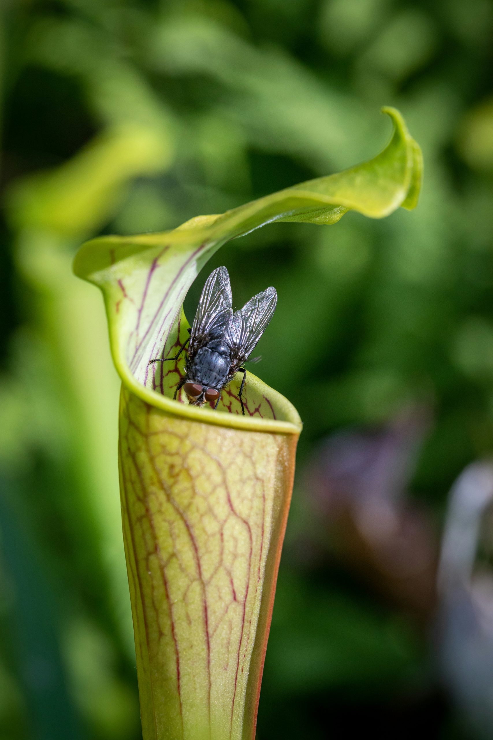 Pitcher Plant Soil: The Only Mix Recipe You Actually Need