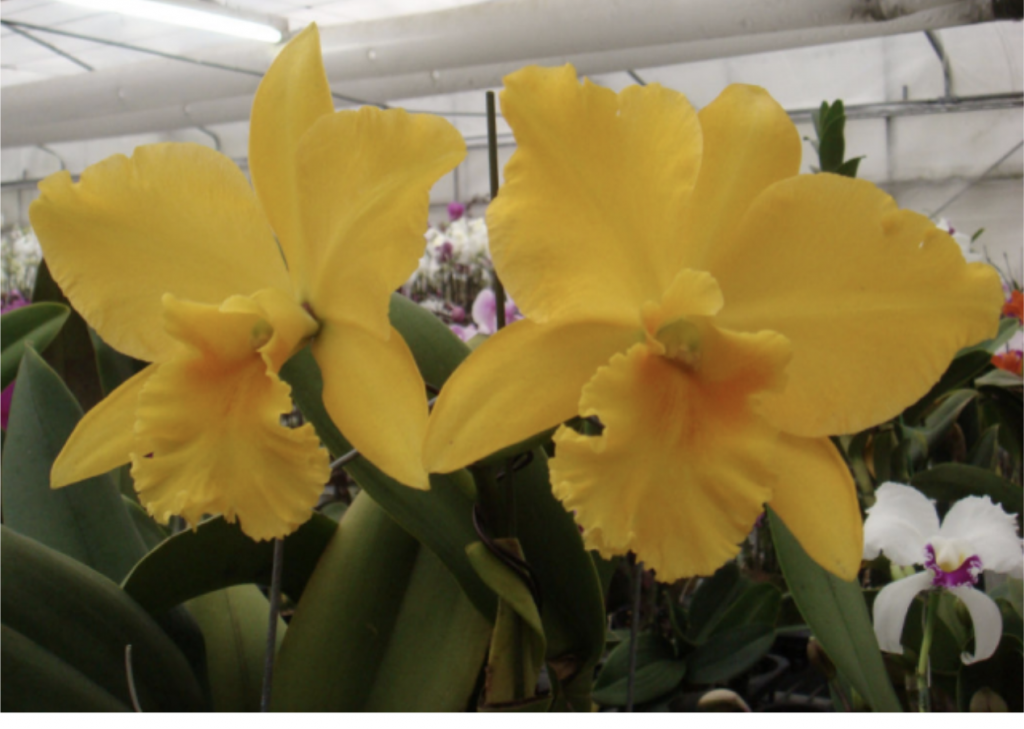 Bright yellow Cattleya orchids blooming in the greenhouse.