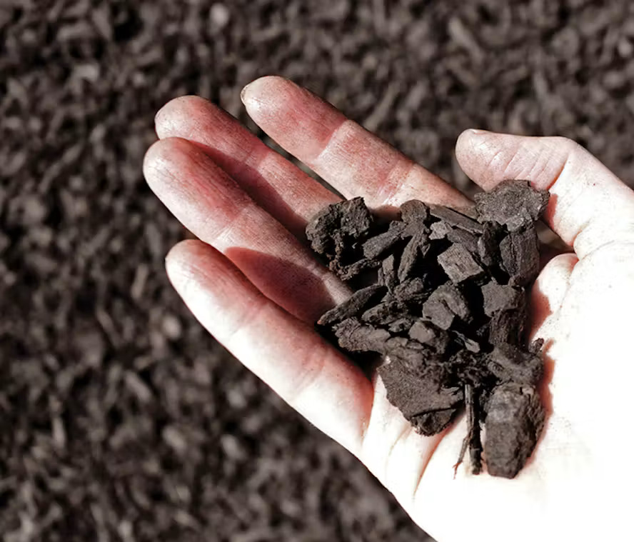 Hand holding dark Orchiata orchid bark chips closeup.