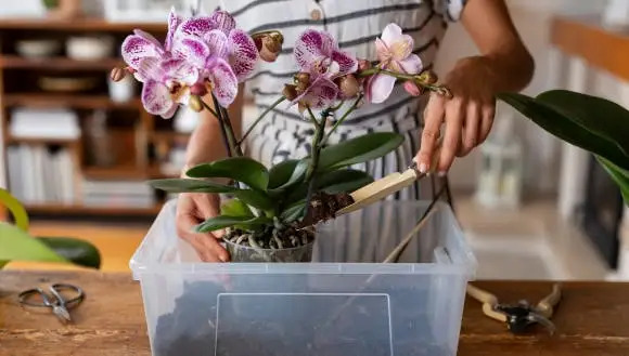 Rotting Roots in Orchids: The 7-Step Rescue Guide To Save Them