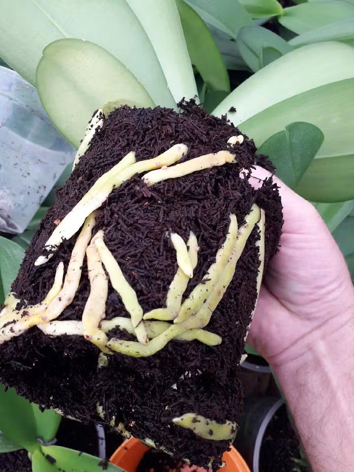 Premium New Zealand tree fern growing media used for orchids, aroids, and tropical plants.