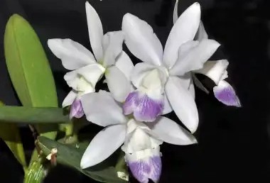 White and purple Cattleya walkerinter orchid in bloom.